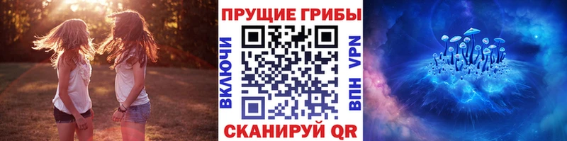закладки  Вязьма  Галлюциногенные грибы Cubensis 